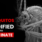 Genetically modified mosquitoes vaccinate a human