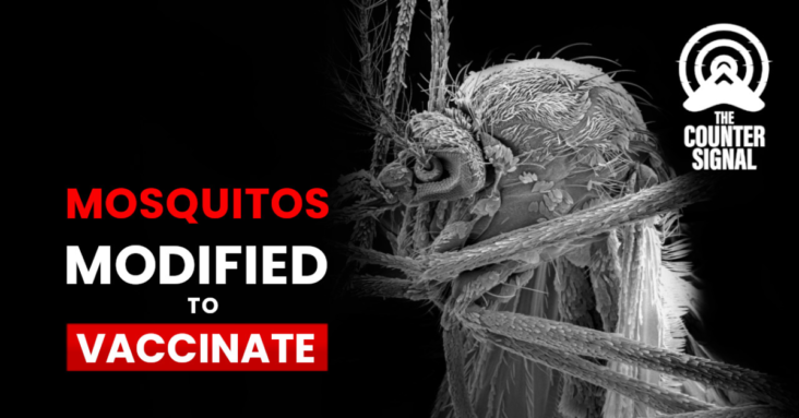 Genetically modified mosquitoes vaccinate a human