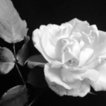 A Message to Humanity: The Time for Silence is Over