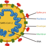 Extended SARS-CoV-2 RBD booster vaccination induces humoral and cellular immune tolerance in mice