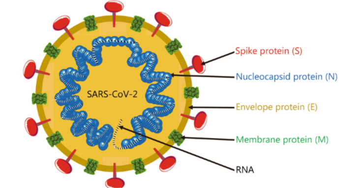 Extended SARS-CoV-2 RBD booster vaccination induces humoral and cellular immune tolerance in mice