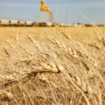 Netherlands to close up to 3,000 farms to comply with EU rules