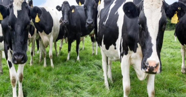 200,000 cows to be culled in order to meet climate targets
