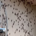 Nevada town is hit by 'biblical' invasion of cannibal MORMON CRICKETS, leaving roads dangerously-slick after millions of the crop-devouring pests were squashed by cars