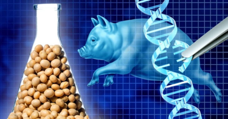 ‘Piggy Sooy’? Deregulation Leads to Gold Rush of Gene-spliced Frankenfoods