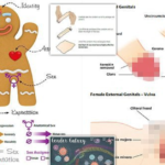 EXCLUSIVE - Fury at 'soft porn' teaching material that tells school children how to perform sex acts - forcing council to withdraw shocking materials amid backlash