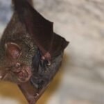 American scientists misled Pentagon on research at the Wuhan Institute of Virology