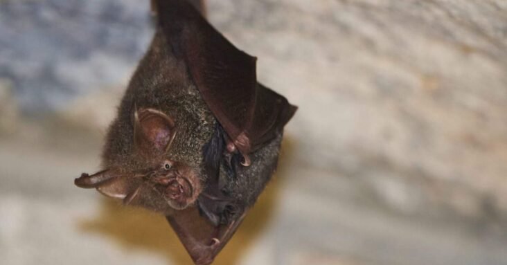 American scientists misled Pentagon on research at the Wuhan Institute of Virology