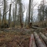 Halt logging of Stanley Park immediately!