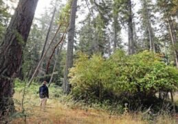 Parks Canada says 84 deer killed in $834,000 cull using helicopter