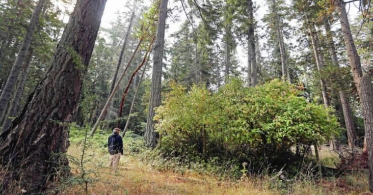 Parks Canada says 84 deer killed in $834,000 cull using helicopter