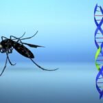 CONTRIBUTORSDengue Fever Surges by 400% in Brazil After Bill Gates-Backed GMO Mosquitos Released The dramatic spike in dengue cases has prompted Brazil to purchase millions of doses of the dengue vaccine. Share this: