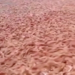 Millions of shrimp died along the Yemeni coast. The incident unfolded as a British vessel, laden with hazardous substances, sank following a missile attack by the Houthis.