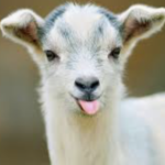 Minnesota goat tests positive for Avian Flu