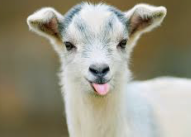 Minnesota goat tests positive for Avian Flu