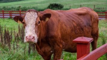 Beef Carbon Reduction scheme opens today for NI farmers