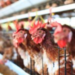 USDA using unreliable PCR testing to “depopulate” poultry farms, crippling the U.S. food supply