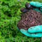 Arizona passes “Grandpa in the Garden” bill to allow farm composting of DEAD HUMANS into the food supply via biosludge applications