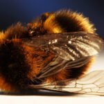 Opinion: We are killing the soils, our health, and the welfare of animals. No bees no pollination, no crops, Famine. SHTF.tv