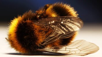 Opinion: We are killing the soils, our health, and the welfare of animals. No bees no pollination, no crops, Famine. SHTF.tv